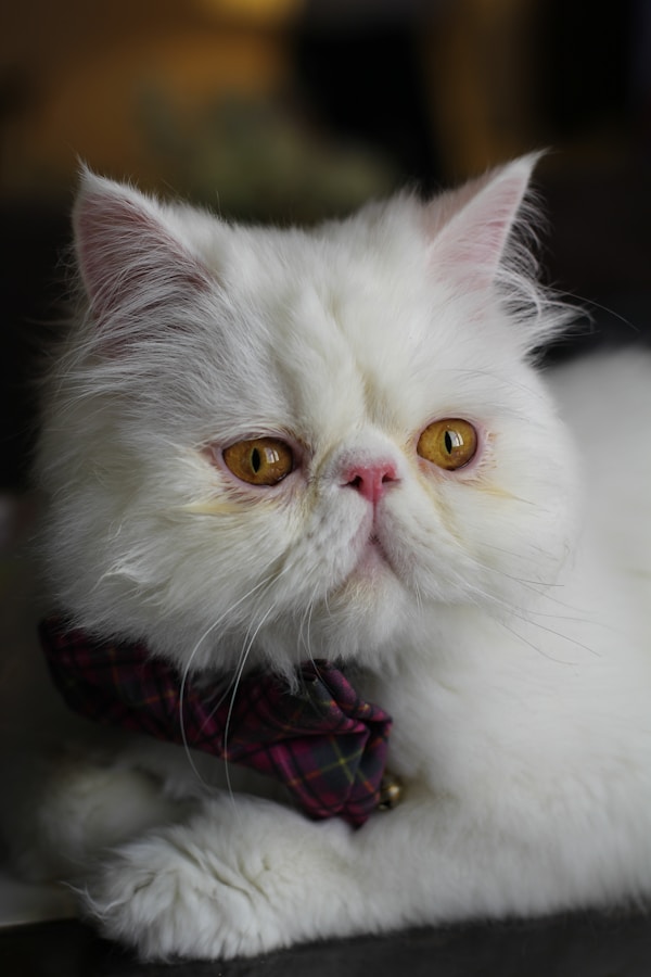 Sir Whiskerton III — proprietor, Himalayan cat, wearing a red and black bowtie